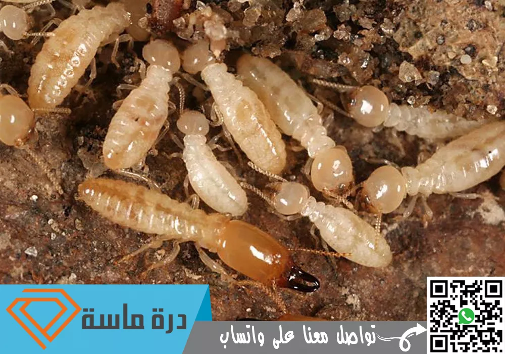 شركة مكافحة النمل الابيض بخميس مشيط