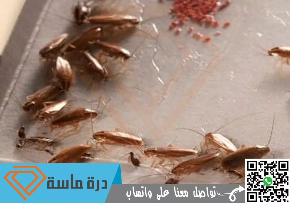 عقد مكافحة حشرات بخميس مشيط وابها | 0593428144 | مطاعم ومؤسسات 116 Cockroach control company in Khamis Mushait 0