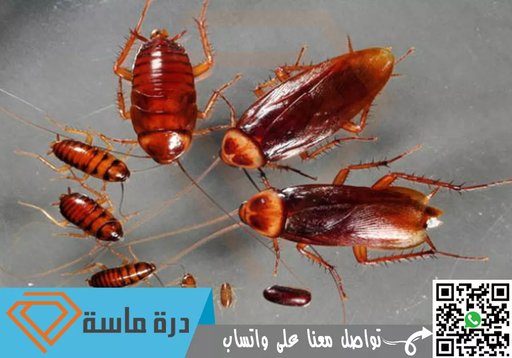 عقد مكافحة حشرات بخميس مشيط وابها | 0593428144 | مطاعم ومؤسسات 110 Cockroach control company in Khamis Mushait 01