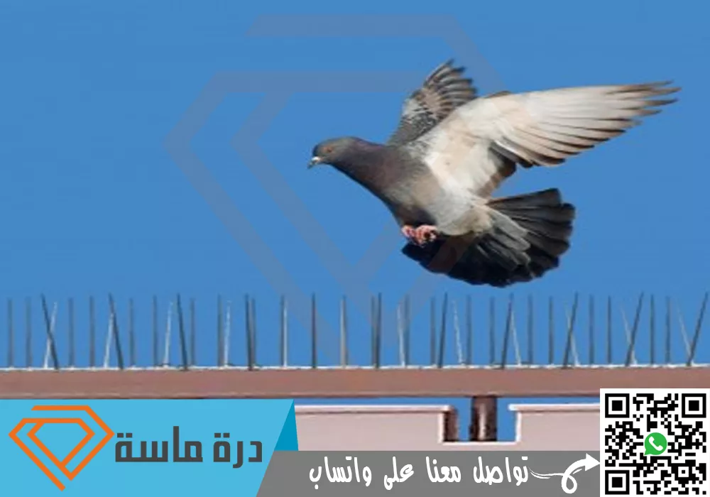 شركة مكافحة حمام بخميس مشيط