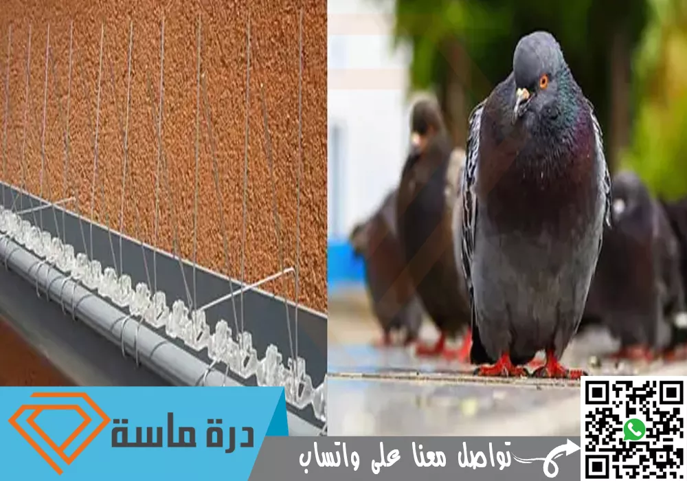 عقد مكافحة حشرات بخميس مشيط وابها | 0593428144 | مطاعم ومؤسسات 115 Pigeon control company in Khamis Mushait 01