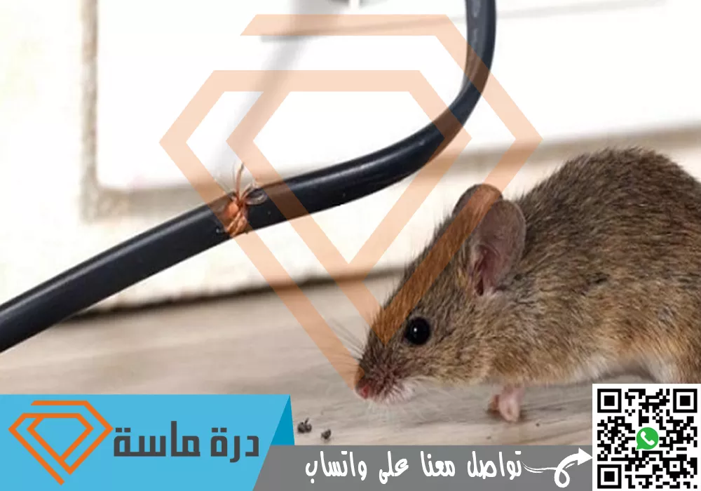 شركة مكافحة فئران بخميس مشيط