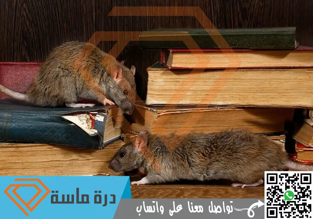 Rat control company in Khamis Mushait 01
