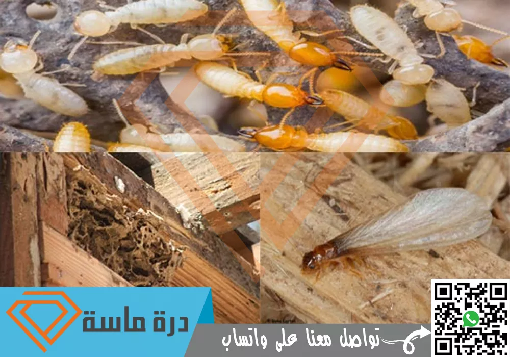 Termite control company abha 0