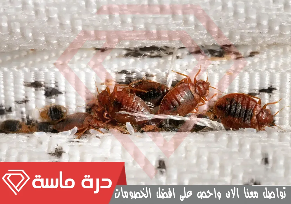 Bed bug control 1