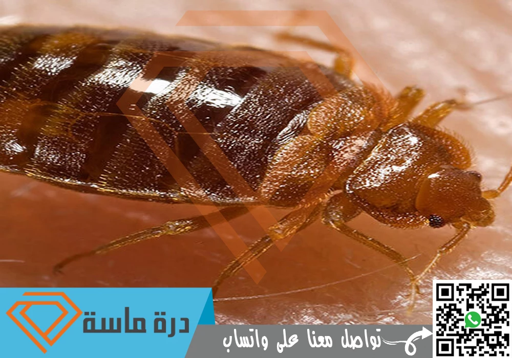Bed bug control in Abha 0