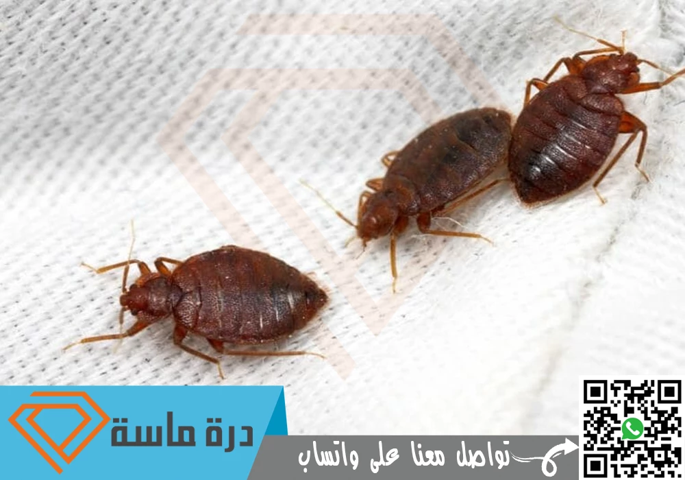 Bed bug control in Khamis Mushait 0