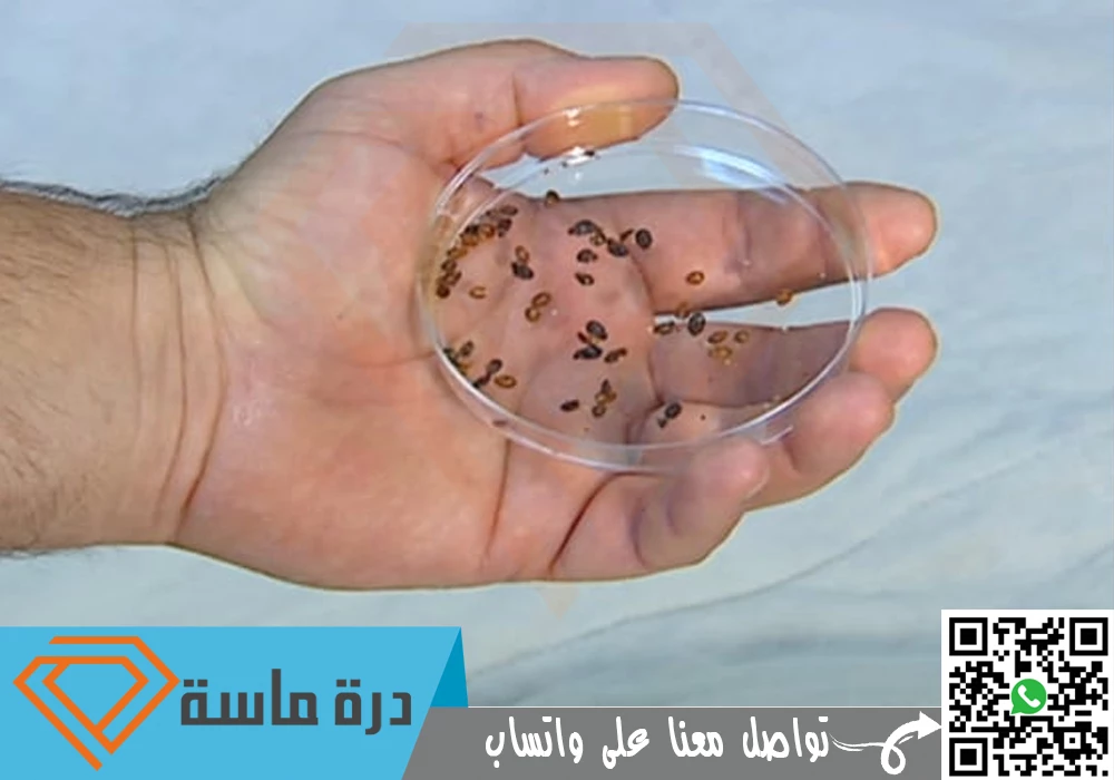 Bed bug control in Khamis Mushait 01