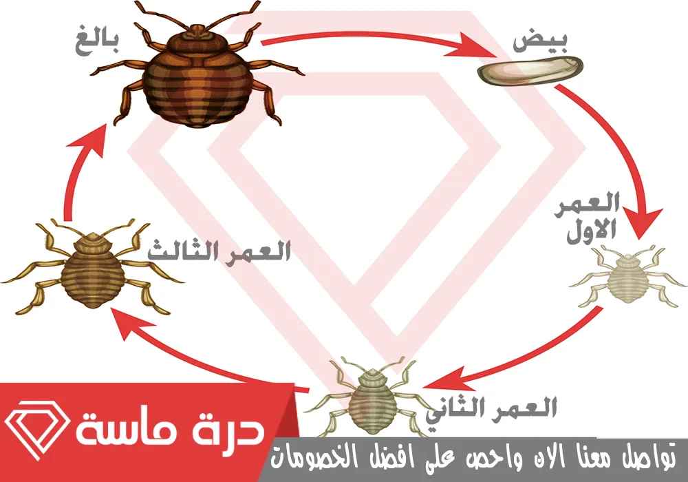 Bed bug control