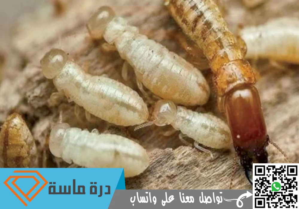 خدماتنا المتميزة وفريقنا المدرب بكفاءة عالية