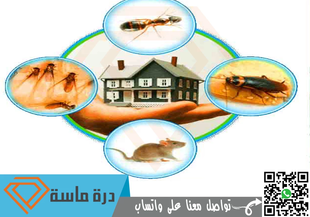 شركة مكافحة الحشرات بخميس مشيط 🐛 🐜 🐞 | 0593428144 | إبادة شاملة