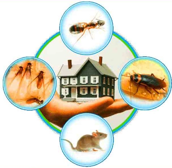 عقد مكافحة حشرات بخميس مشيط وابها | 0593428144 | مطاعم ومؤسسات 104 pest control1